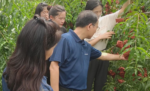 湖南化工职院商学院：调研炎陵黄桃，助力乡村振兴