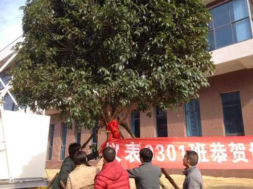 仪表9301班捐赠桂花树揭牌