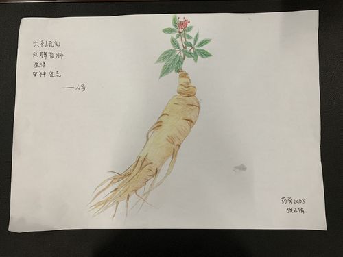 中药文化节-2